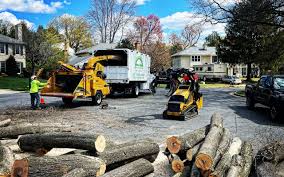 Why Choose Our Tree Removal Services in Unionville, MO?