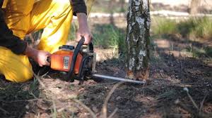 Best Emergency Tree Removal  in Unionville, MO