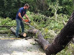 Best Tree Trimming and Pruning  in Unionville, MO