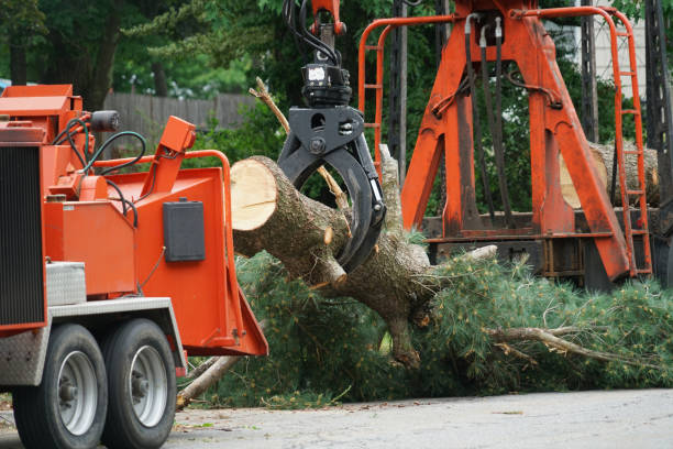 Best Tree Risk Assessment  in Unionville, MO