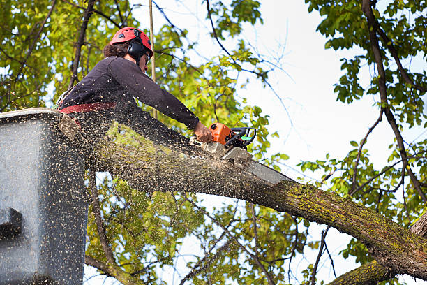 Unionville, MO Tree Services Company